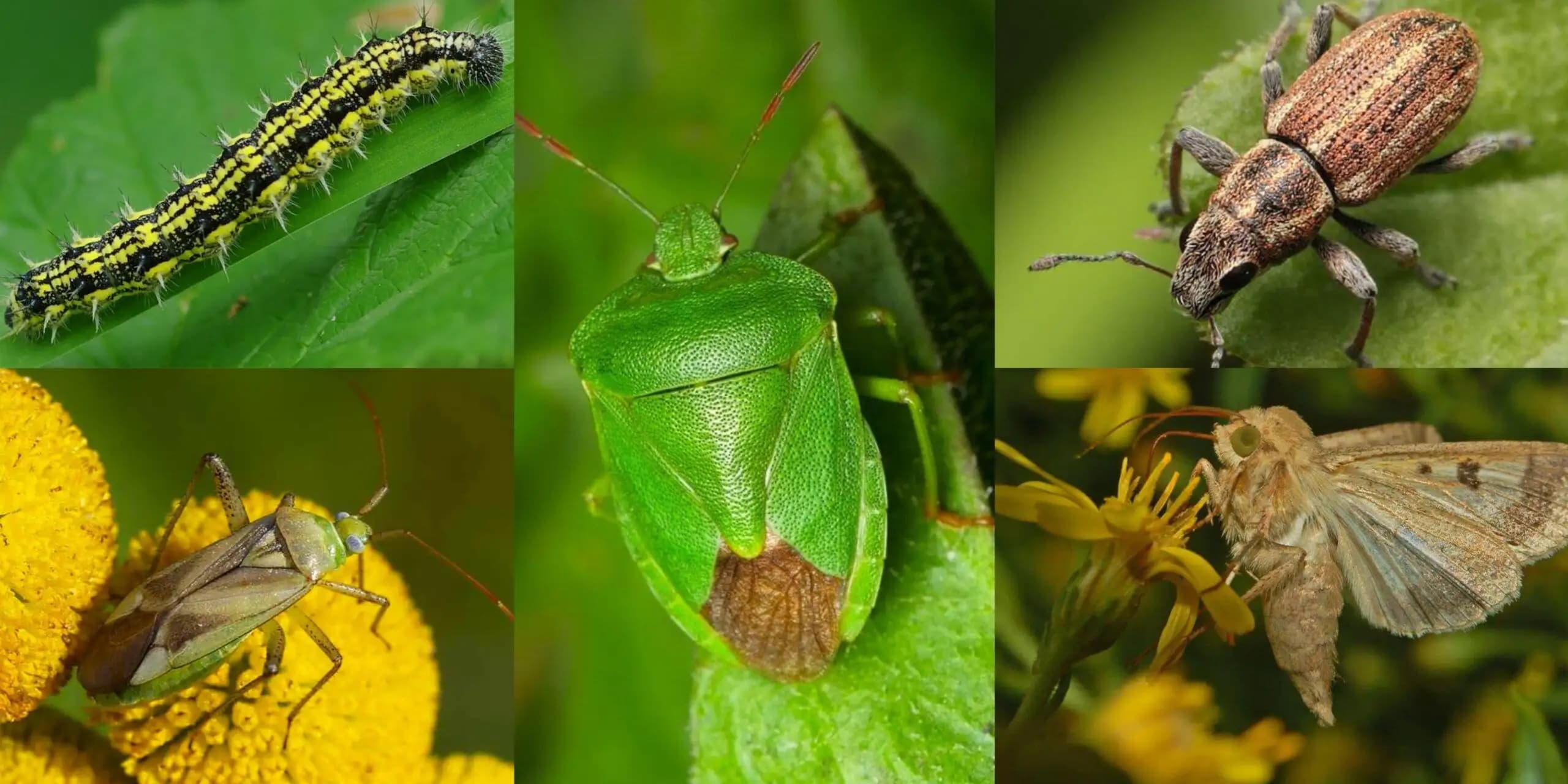 Insecticide: Tipuri, Mod de acțiune și Reguli de utilizare în siguranță