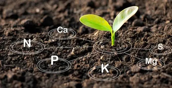 Fertilizanți: Cheia succesului pentru plante viguroase și sănătoase