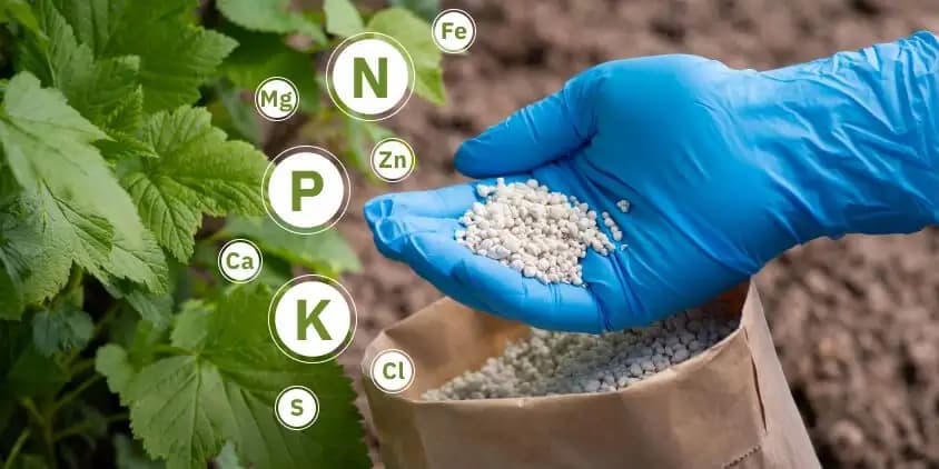 PROWAY 312 – soluția care menține plantele puternice, chiar și atunci când vremea nu ajută