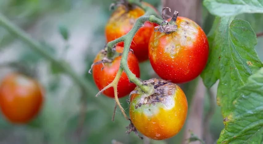 Cum să protejăm roșiile de fitoftoroză: scăpăm de fitoftoroza tomatelor