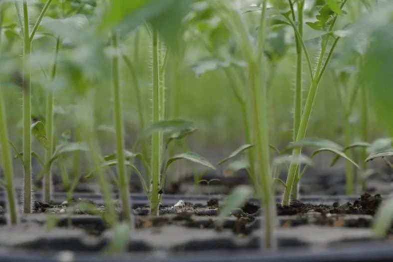 Alungirea rasadurilor de legume. Cauze, efecte si prevenire