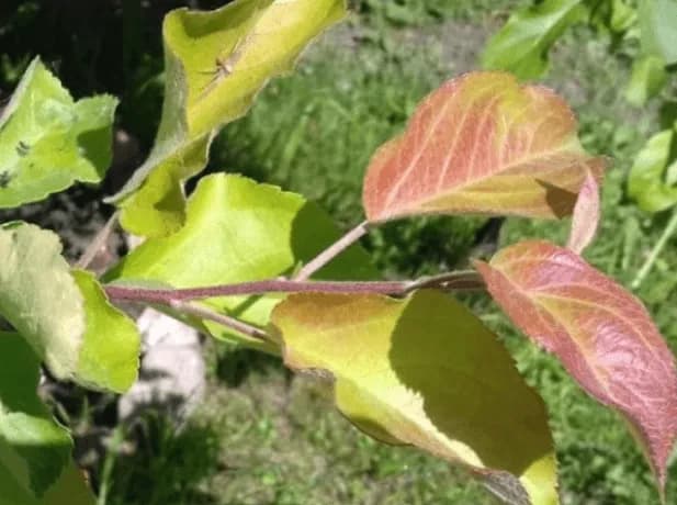Carenta de Fosfor la Pomi Fructiferi si Legume: Simptome, Efecte si Solutii Naturale   