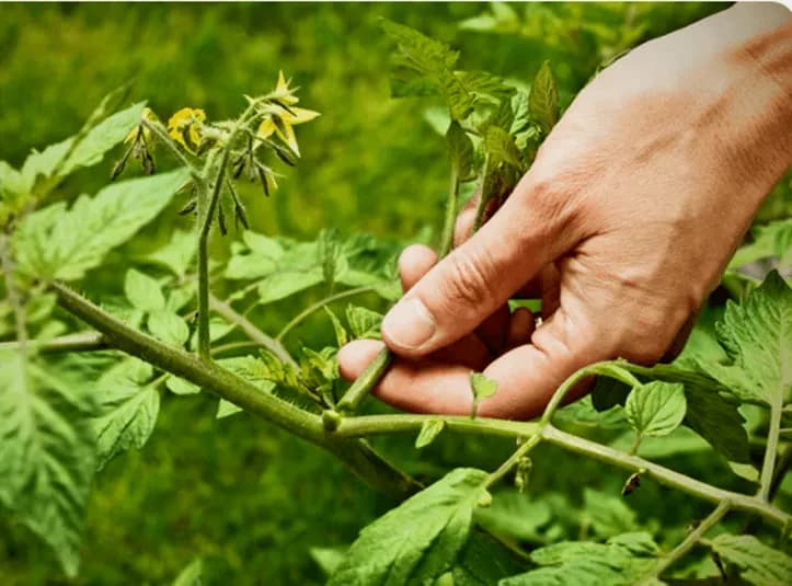 Totul despre Copilit: Cum se Face si la ce Plante se Aplica pentru o Recolta Bogata