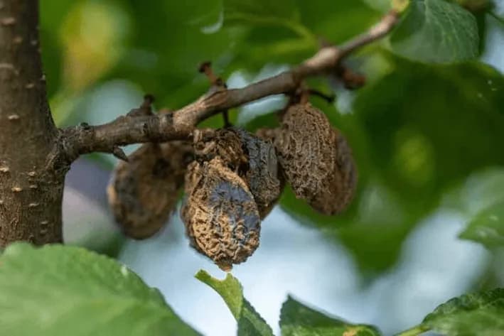 Importanta ultimului tratament la copacii fructiferi