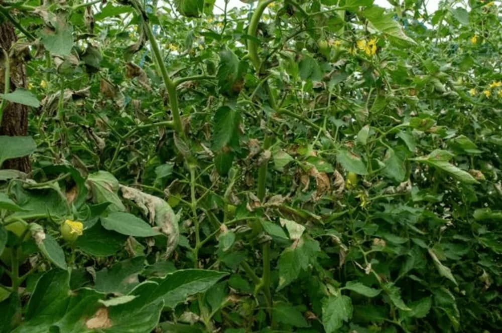 Mana tomatelor - Phytophthora infestans