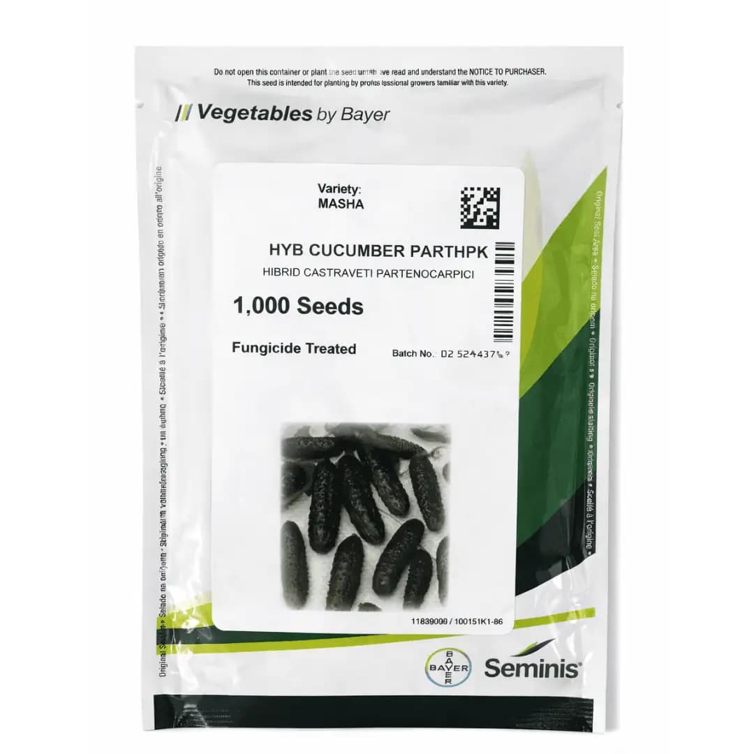 Semințe de castraveți Masha F1, 1000 semințe 1