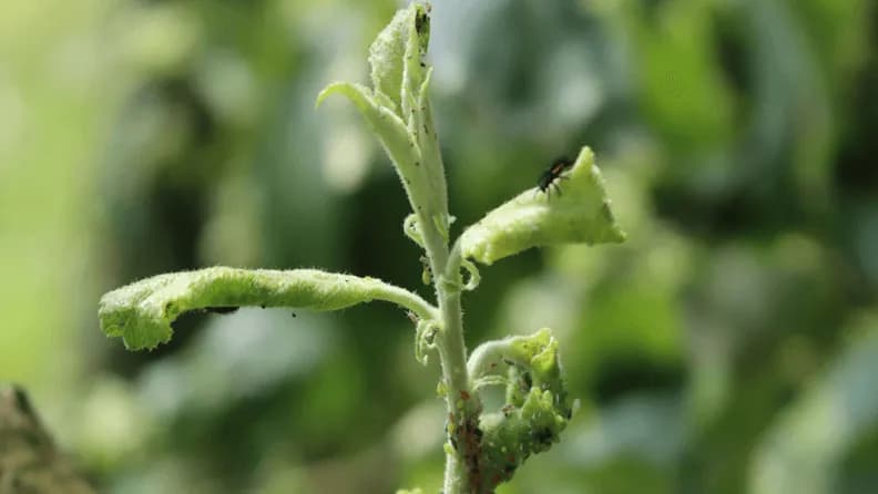 Mospelat 20 SL – insecticid sistemic cu actiune rapida impotriva daunatorilor