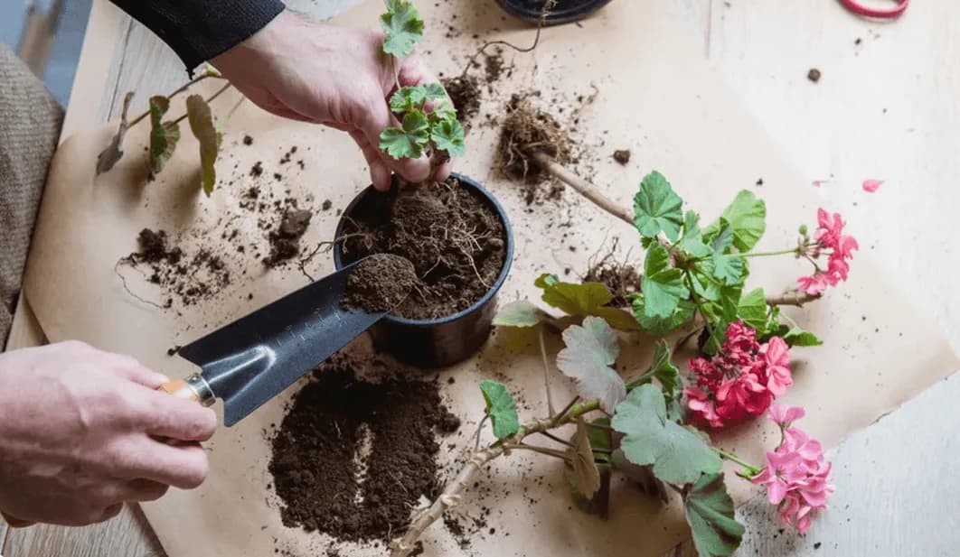 Ingrijirea Muscatelor – Secretul Florilor Spectaculoase din Primavara pana Toamna Tarziu