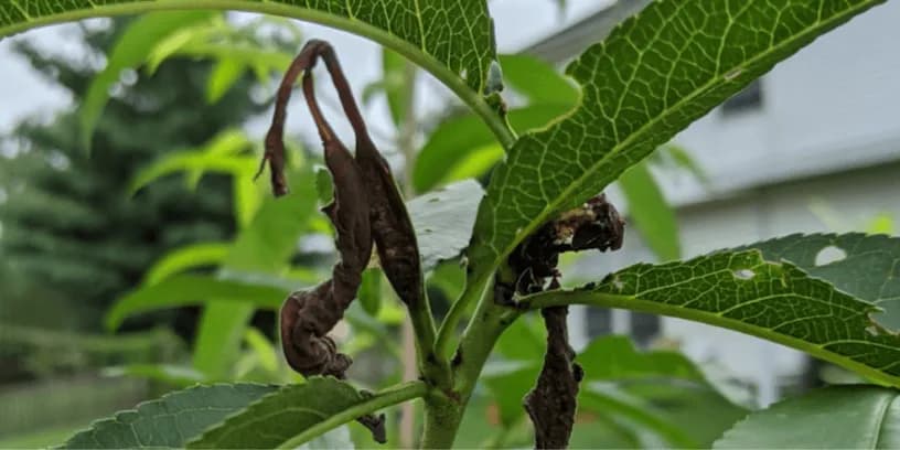 Rapigen 20 SC – insecticid modern cu clorantraniliprol pentru combaterea larvelor si a daunatorilor importanti