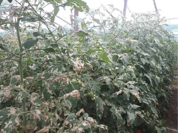 Tuta Absoluta - Metode de control si combatere la tomate