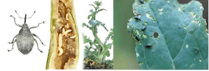 Zenin 25 SC – insecticid piretroid cu acțiune rapidă prin contact și ingestie