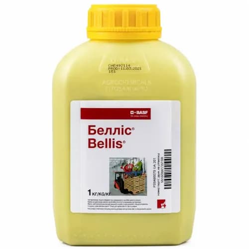 Bellis, 1 kg