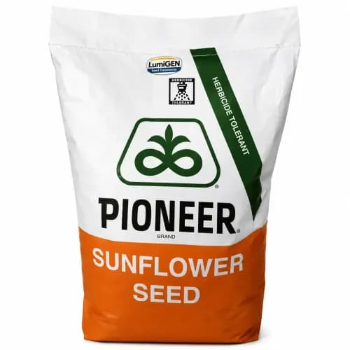 Floarea soarelui PIONEER P64LE185