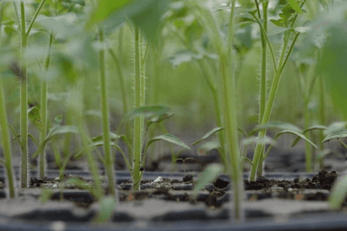 Alungirea rasadurilor de legume. Cauze, efecte si prevenire