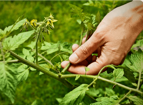 Totul despre Copilit: Cum se Face si la ce Plante se Aplica pentru o Recolta Bogata