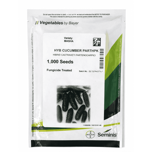 Semințe de castraveți Masha F1, 1000 semințe