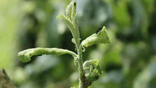 Mospelat 20 SL – insecticid sistemic cu actiune rapida impotriva daunatorilor