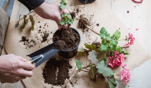 Ingrijirea Muscatelor – Secretul Florilor Spectaculoase din Primavara pana Toamna Tarziu
