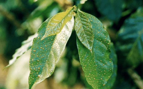 Nordox 750 WG – Fungicid si bactericid cu 75% cupru pentru protectia pomilor fructiferi, vitei-de-vie si legumelor