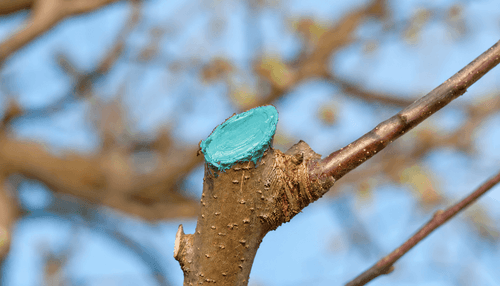 Protectia Livezii: Ce Este Masticul Cupric si De Ce Nu Ar Trebui Sa-ti Lipseasca la Taierile Pomicole?