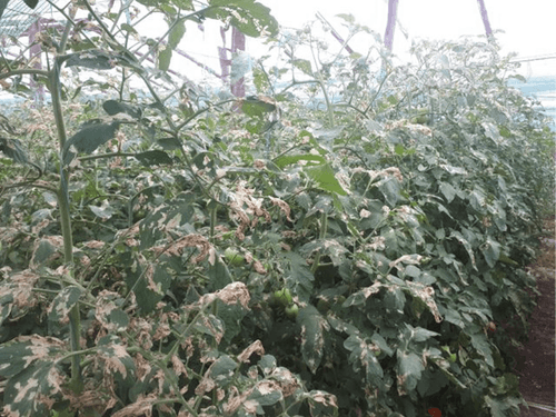 Tuta Absoluta - Metode de control si combatere la tomate
