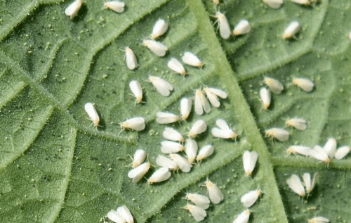 Tepechi 50 WG – insecticid sistemic pentru combaterea afidelor si a musculitei albe