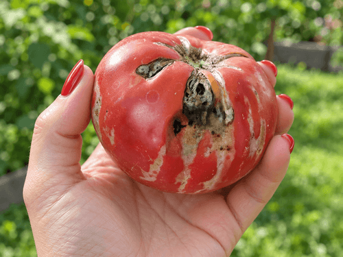 Top 3 Virusuri la Tomate: Simptome, Cauze si Preventie