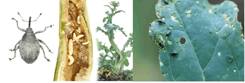 Zenin 25 SC – insecticid piretroid cu acțiune rapidă prin contact și ingestie