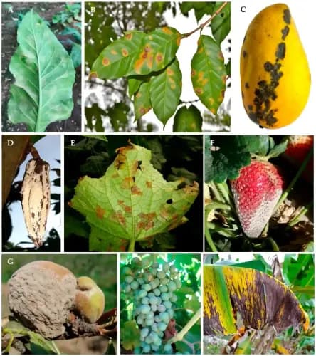 Fungicide (pentru boli)