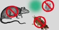 Momeală / Rodenticide