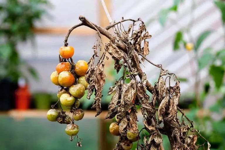 Boli ale tomatelor – poze, cauze, simptome, tratament eficient și prevenție