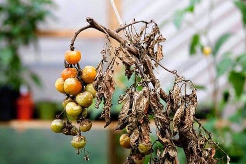 Boli ale tomatelor – poze, cauze, simptome, tratament eficient și prevenție