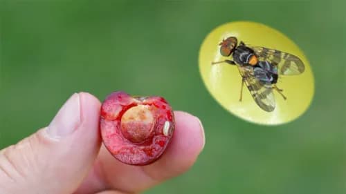 Musca cireșelor