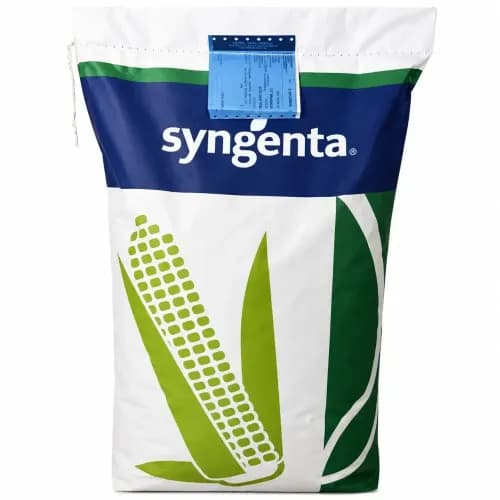 Porumb Syngenta Marengo, 50000 semințe