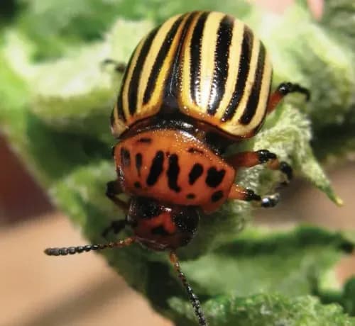 Insecticide și acaricide ( împotriva dăunători)